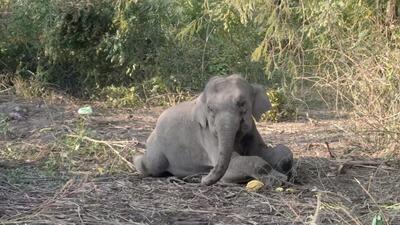 An elephant calf was injured after being hit by a train at Tanda in Nainital district on Sunday An elephant calf was injured after being hit by a train at Tanda in Nainital district on Sunday