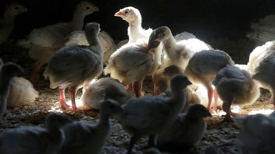 The avian flu season traditionally begins each October as migratory birds shed infected droppings or saliva while leaving cool areas of the Northern Hemisphere. (AP) The avian flu season traditionally begins each October as migratory birds shed infected droppings or saliva while leaving cool areas of the Northern Hemisphere. (AP)