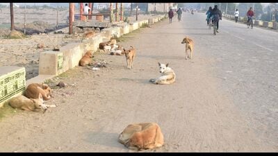 Stray dogs on Prayagraj roads (HT Photo) Stray dogs on Prayagraj roads (HT Photo)