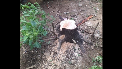 Three sandalwood trees were allegedly chopped and stollen from Balbharati premises located at Senapati Bapat Road. (REPRESENTATIVE IMAGE)