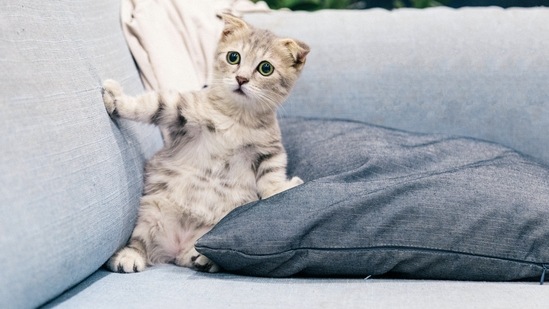 Cat (https://www.pexels.com/)