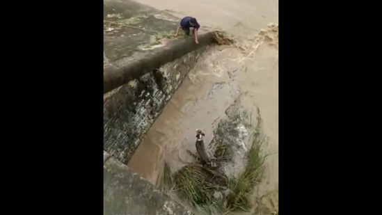 The man is risking his own life to rescue the dog stuck in the dam. (Twitter/@gulzar_sahab)