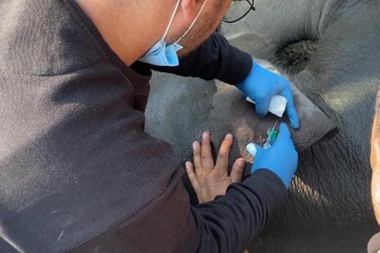 Forest department veterinarians treating the injured elephant calf Forest department veterinarians treating the injured elephant calf