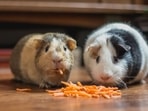 Guinea pigs eating Guinea pigs eating