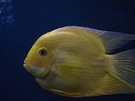 Best fish aquariums