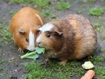 Best guinea pig hay