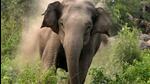 Elephant kills woman in Kotdwar (Representative Photo) Elephant kills woman in Kotdwar (Representative Photo)