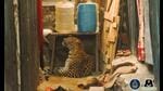 Leopard sitting in a narrow passage at a chawl. (HT PHOTO) Leopard sitting in a narrow passage at a chawl. (HT PHOTO)