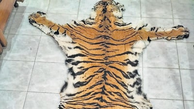The tiger hide found in Similipal reserve. (HT Photo)