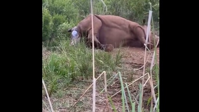 The image, taken from the Twitter video, shows a mama rhino giving birth to her baby at a national park. (Twitter/@WildfriendsUG)