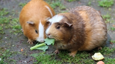 Best guinea pig hay to buy online