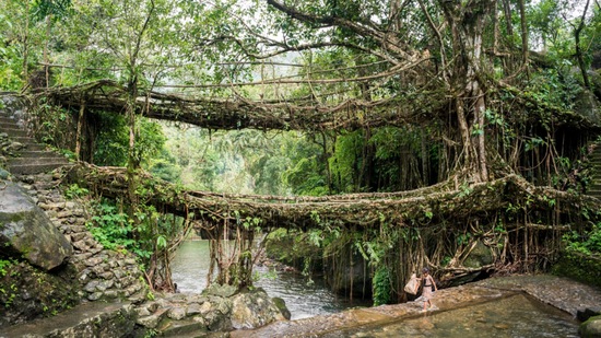 A hike located amidst the rich local community of Meghalaya, Nongriat Trek is the best hike to see the indigenous culture here.  The Khasi villagers' 'suspended living root bridges' situated between hidden valleys, natural pools and waterfalls mark the excellent ancient engineering and attract many visitors throughout the year.  The trail starts from the village of Tyrna, near Cherrapunji – also listed in the Guinness Book of Records as the wettest place on earth.(pinterest)