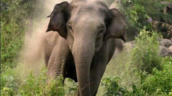 Elephant kills woman in Kotdwar (Representative Photo)