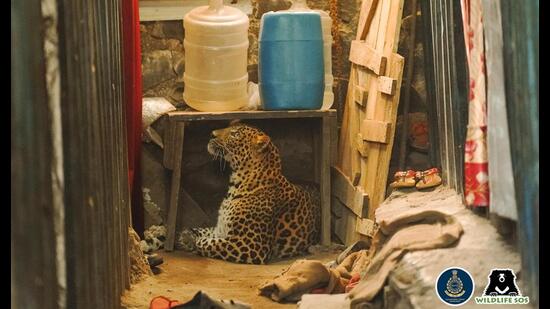 Leopard sitting in a narrow passage at a chawl. (HT PHOTO)