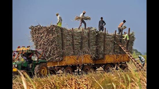 Sugarcane sellers from UP give bitter taste to Haryana farmers (PTI) Sugarcane sellers from UP give bitter taste to Haryana farmers (PTI)