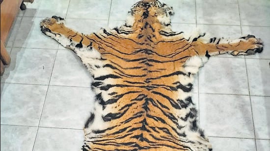 The tiger hide found in Similipal reserve. (HT Photo)