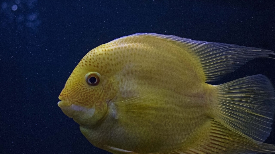 Best fish aquariums in 2022