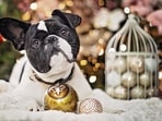 Christmas treats are something we eagerly await but these treats might not be great for your four-legged friends