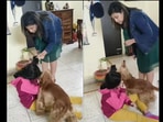 Momo the dog rushes to his sister’s side to protect her when he sees her being scolded, (Instagram/@momo_cocker) Momo the dog rushes to his sister’s side to protect her when he sees her being scolded, (Instagram/@momo_cocker)
