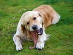  Best bones and chews for dogs 