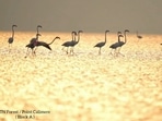 IAS Supriya Sahu underscored that over 50,000 flamingos have already gathered at the Muthupettai mangrove area. (Twitter/@supriyasahuias) IAS Supriya Sahu underscored that over 50,000 flamingos have already gathered at the Muthupettai mangrove area. (Twitter/@supriyasahuias)