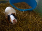 Best Guinea Pig Cages in India