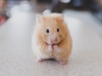 New homes for your Hamster