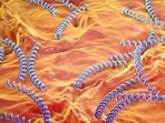 Syphilis is caused by the bacteria treponema pallidum (Imago/Science Photo Library ) Syphilis is caused by the bacteria treponema pallidum (Imago/Science Photo Library )
