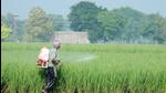 A farmer sprays fertiliser on his paddy crop in Patiala. (HT file photo) A farmer sprays fertiliser on his paddy crop in Patiala. (HT file photo)