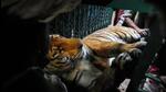 A full grown Royal Bengal tiger is placed in a cage after it was tranquilised by forest officials in Guwahati. The tiger took shelter in between two huge rocks at the shore of an island after swimming through the Brahmaputra river (AP) A full grown Royal Bengal tiger is placed in a cage after it was tranquilised by forest officials in Guwahati. The tiger took shelter in between two huge rocks at the shore of an island after swimming through the Brahmaputra river (AP)