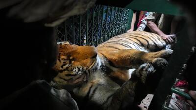 A full grown Royal Bengal tiger is placed in a cage after it was tranquilised by forest officials in Guwahati. The tiger took shelter in between two huge rocks at the shore of an island after swimming through the Brahmaputra river (AP) A full grown Royal Bengal tiger is placed in a cage after it was tranquilised by forest officials in Guwahati. The tiger took shelter in between two huge rocks at the shore of an island after swimming through the Brahmaputra river (AP)