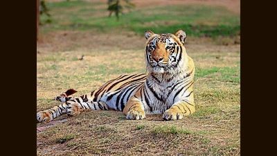 The zoo has already got the CZAs nod to bring in a the pair of tigers. (Representational Image/ Manoj Dhaka/HT) The zoo has already got the CZAs nod to bring in a the pair of tigers. (Representational Image/ Manoj Dhaka/HT)