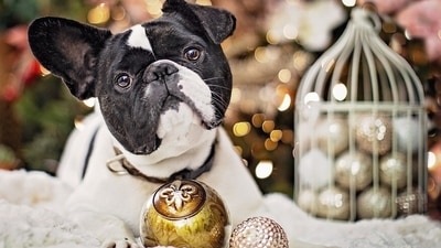Christmas treats are something we eagerly await but these treats might not be great for your four-legged friends (Pixabay) Christmas treats are something we eagerly await but these treats might not be great for your four-legged friends (Pixabay)