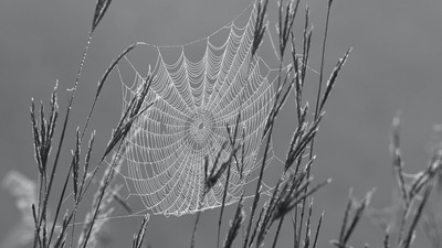 A Cobweb Christmas - Ukraine: In Ukraine, people use decorations that mimic the natural formation of spiders' webs shimmering with dew instead of baubles, tinsel and stars. The tradition dates back to a folktale about a poor widow who could not afford decorations for her children.&nbsp; (Unsplash)