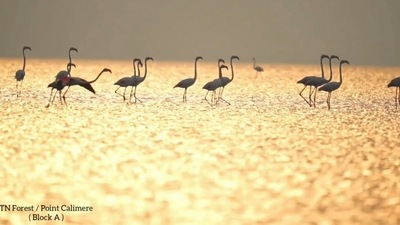 IAS Supriya Sahu underscored that over 50,000 flamingos have already gathered at the Muthupettai mangrove area. (Twitter/@supriyasahuias) IAS Supriya Sahu underscored that over 50,000 flamingos have already gathered at the Muthupettai mangrove area. (Twitter/@supriyasahuias)