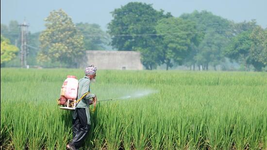 A farmer sprays fertiliser on his paddy crop in Patiala. (HT file photo) A farmer sprays fertiliser on his paddy crop in Patiala. (HT file photo)