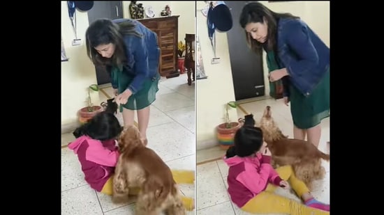 Momo the dog rushes to his sister’s side to protect her when he sees her being scolded, (Instagram/@momo_cocker)