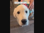The image, taken from the Instagram video, shows the cute dog in a Christmas sweater.