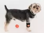 The top dog training treats