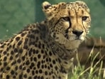 A cheetah after being released inside a special enclosure of the Kuno National Park in Madhya Pradesh (PTI) A cheetah after being released inside a special enclosure of the Kuno National Park in Madhya Pradesh (PTI)