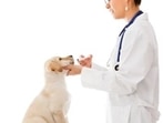Best dog wormer product