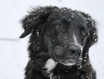 Tips to take care of our pet's skin this winter(Unsplash) Tips to take care of our pet's skin this winter(Unsplash)