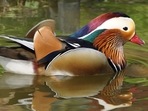 Best birds watering supplies 