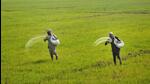 A Bihar official said more than the supply, the problem is about availability of fertilisers at the time of their requirement (File Image) A Bihar official said more than the supply, the problem is about availability of fertilisers at the time of their requirement (File Image)