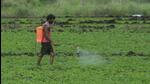 A farmer sprays fertiliser on a tomato field at Wagholi in Pune. (HT file) A farmer sprays fertiliser on a tomato field at Wagholi in Pune. (HT file)