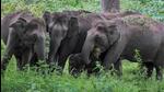 Since 2012, a total of 80 animals have been transferred to zoos in other parts of the country from the state. (File image) Since 2012, a total of 80 animals have been transferred to zoos in other parts of the country from the state. (File image)