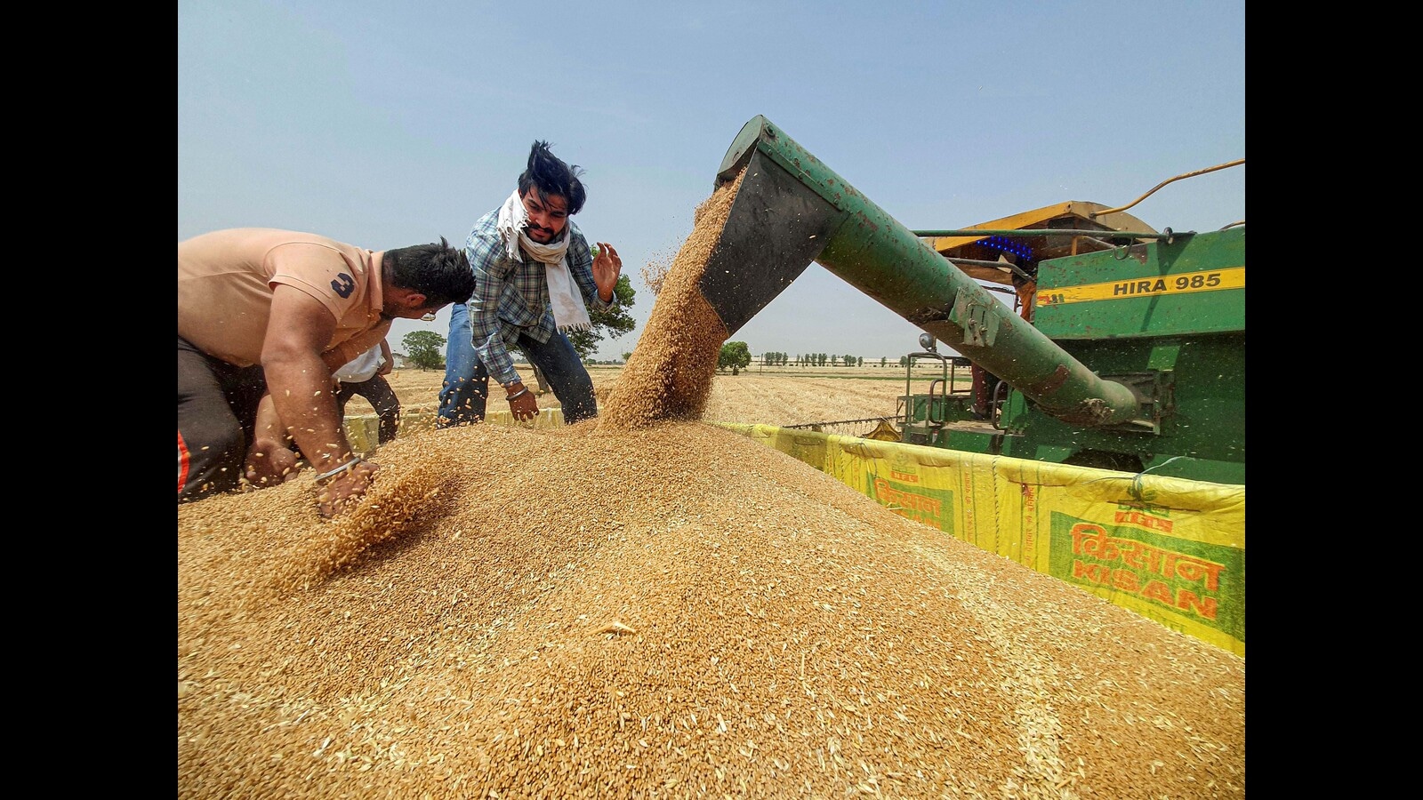 India’s wheat production likely to touch alltime high of 112 million