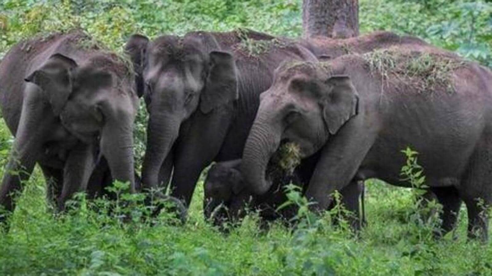 97 elephants sent from Assam to other states since 2006: Govt tells