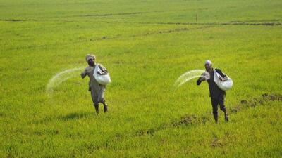 A Bihar official said more than the supply, the problem is about availability of fertilisers at the time of their requirement (File Image)