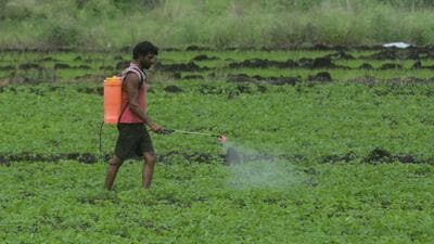 A farmer sprays fertiliser on a tomato field at Wagholi in Pune. (HT file) A farmer sprays fertiliser on a tomato field at Wagholi in Pune. (HT file)